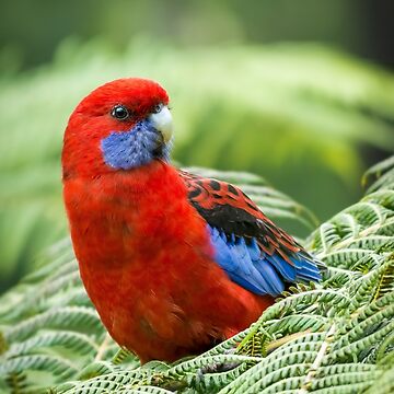 Artwork thumbnail, "Crimson Beauty" - Crimson Rosella|Australian Bird Photography by barrycallister