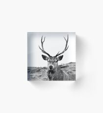 European Red Stag - b/w Acrylic Block