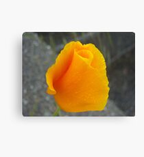 ORANGE CALIFORNIA POPPY Canvas Print