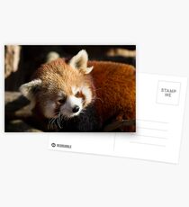 Ailurus Fulgens Postcards