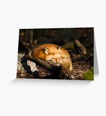 Vulpes Vulpes Greeting Card