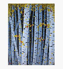 Ten Cardinals In Birch Trees Photographic Print