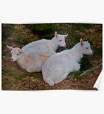 Baby Goats Poster