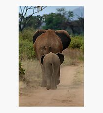 Baby Elephant Walk Photographic Print