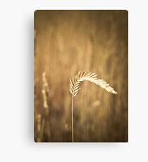 Simple Life Canvas Print