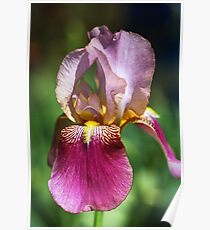 Bright and Glowing Iris Poster