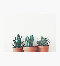 Potted Plants Photographic Print