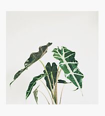 Elephant Ear Photographic Print