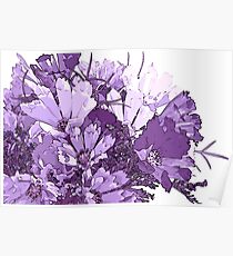 Summer Cosmos In Purple Poster