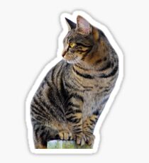 Perched Tabby Cat Sticker