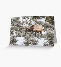 Spring Forage Greeting Card