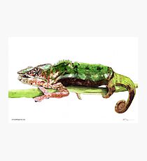 Panther Chameleon hanging on a branch Photographic Print
