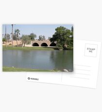 Arizona Pond Where the Swans live ! Postcards