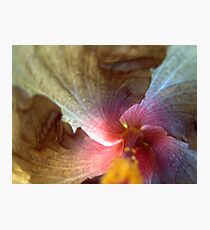 Wallpaper Photographic Print