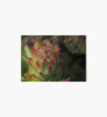 Flowering Sempervivum Art Board
