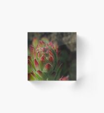 Flowering Sempervivum Acrylic Block