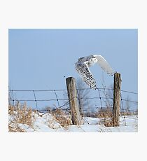 Windswept glory Photographic Print