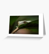 Froggie Greeting Card