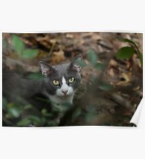 Kitty Poster