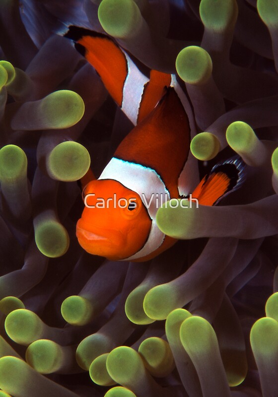 "Clownfish" by Carlos Villoch | Redbubble