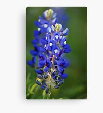 Texas Bluebonnet Canvas Print