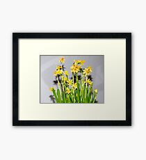 Daffodils Framed Print