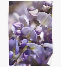 Beautiful Magical Wisteria Poster