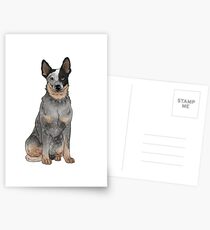 Blue Australian Cattle Dog Postcards