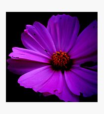 Tint Photographic Print