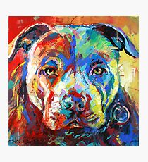 Stafforshire Bull Terrier Photographic Print