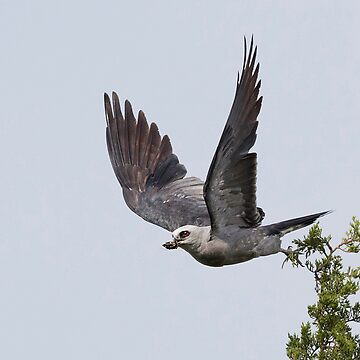 Artwork thumbnail, Mississippi kite with its prey by rshankar8080