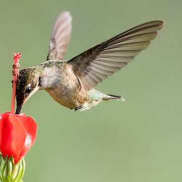 Artwork thumbnail, Black-chinned hummingbird by rshankar8080