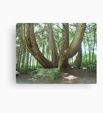 Coole Park bench Canvas Print
