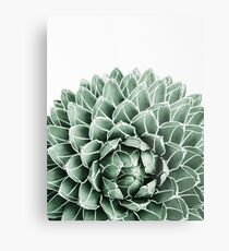 Succulent splendour Metal Print