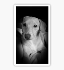 Precious Posing Puppy Sticker