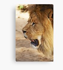 King of the wilderness Canvas Print