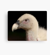 Head of a vulture Canvas Print