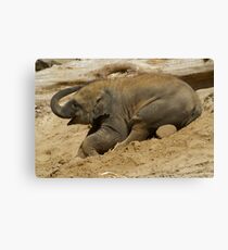 Baby elephant having fun Canvas Print