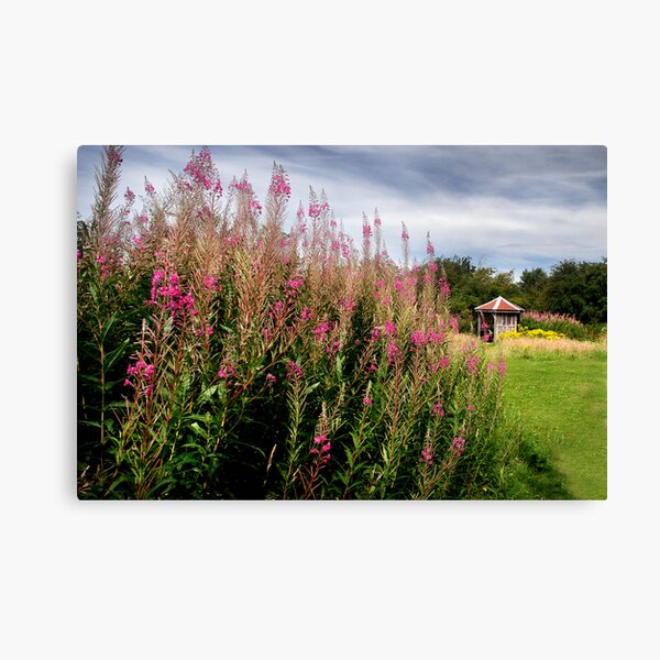 Summer WAS here - Old Winchester Hill, Hampshire Canvas Print
