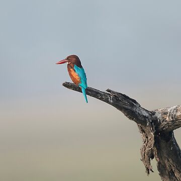 Artwork thumbnail, White-throated Kingfisher by rshankar8080