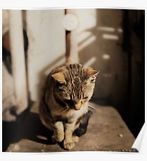 Mia the cat III Poster