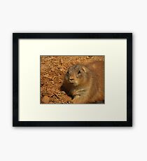 Prairie Dog .... Framed Print