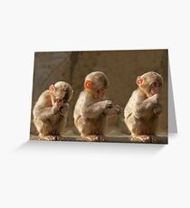 Three cute baby monkeys Greeting Card