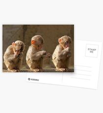 Three cute baby monkeys Postcards
