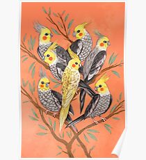 Cockatiel Fun Poster