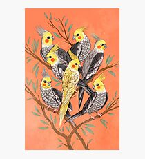 Cockatiel Fun Photographic Print