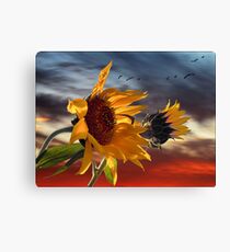 hot summer wind Canvas Print