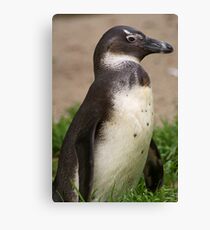 Cute Penguin Canvas Print