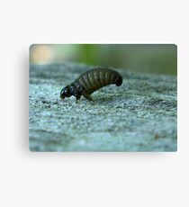 Look at me Canvas Print