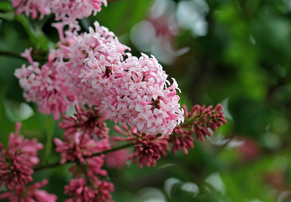 "Soft Pink Lilacs" by Debbie Oppermann Redbubble
